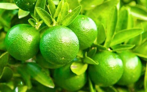 Pu-erh w zielonej skórce mandarynki